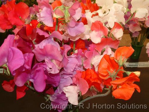 Sweet pea Horizons mix 